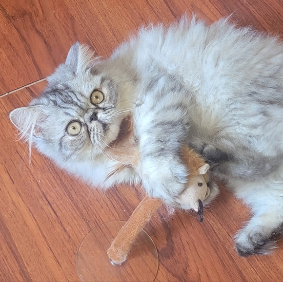 Cat Toy Mouse w Suction Kitten Various Colors - Picture 6 of 6